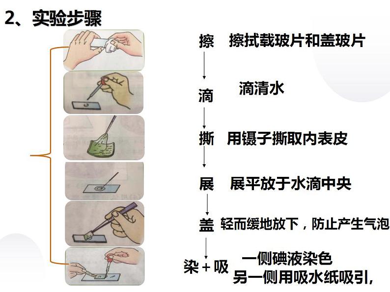 第二单元第二节《植物细胞》课件人教版七年级生物上册07