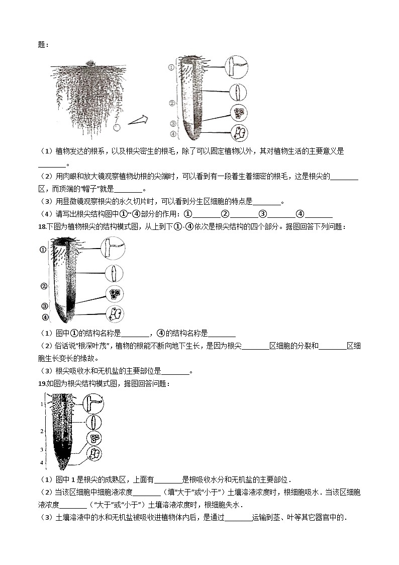 冀教版八年级上册生物 3.2.1根的生长 同步测试与解析03