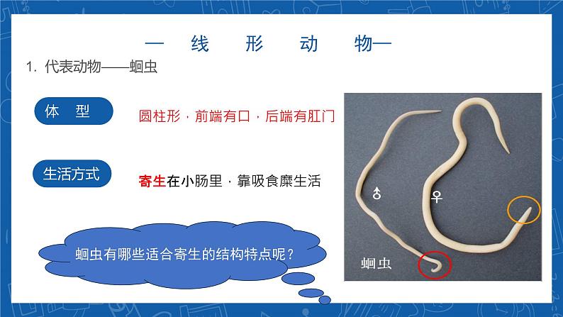 5.1.2+线形动物和环节动物-2023-2024学年八年级生物上学期同步精品课件（人教版）  第5页