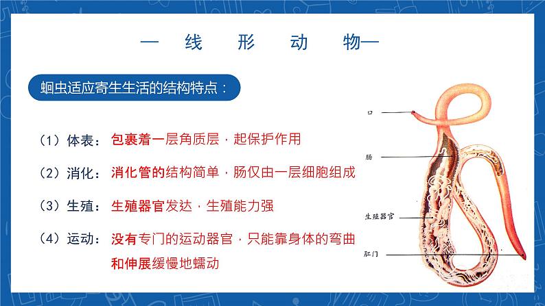 5.1.2+线形动物和环节动物-2023-2024学年八年级生物上学期同步精品课件（人教版）  第6页