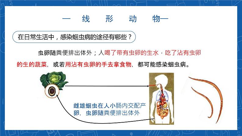 5.1.2+线形动物和环节动物-2023-2024学年八年级生物上学期同步精品课件（人教版）  第7页