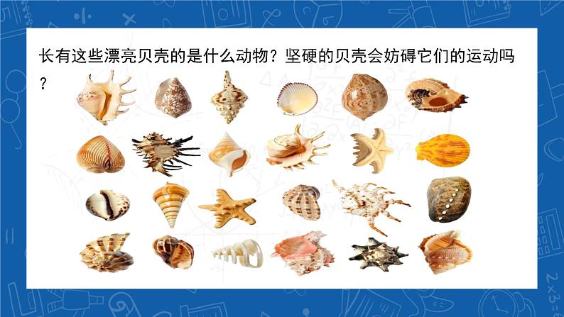 5.1.3+软体动物和节肢动物-2023-2024学年八年级生物上学期同步精品课件（人教版）  第2页