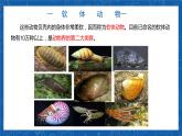 5.1.3+软体动物和节肢动物-2023-2024学年八年级生物上学期同步精品课件（人教版）  