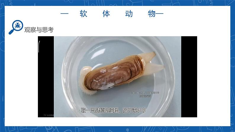 5.1.3+软体动物和节肢动物-2023-2024学年八年级生物上学期同步精品课件（人教版）  第7页