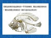 5.1.4+鱼-2023-2024学年八年级生物上学期同步精品课件（人教版） 