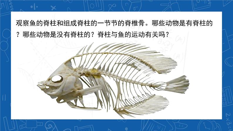 5.1.4+鱼-2023-2024学年八年级生物上学期同步精品课件（人教版） 02
