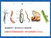 5.1.4+鱼-2023-2024学年八年级生物上学期同步精品课件（人教版） 