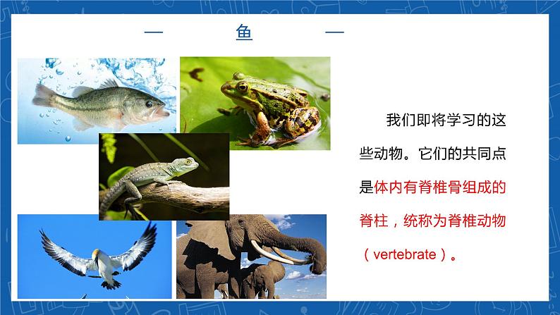 5.1.4+鱼-2023-2024学年八年级生物上学期同步精品课件（人教版） 05