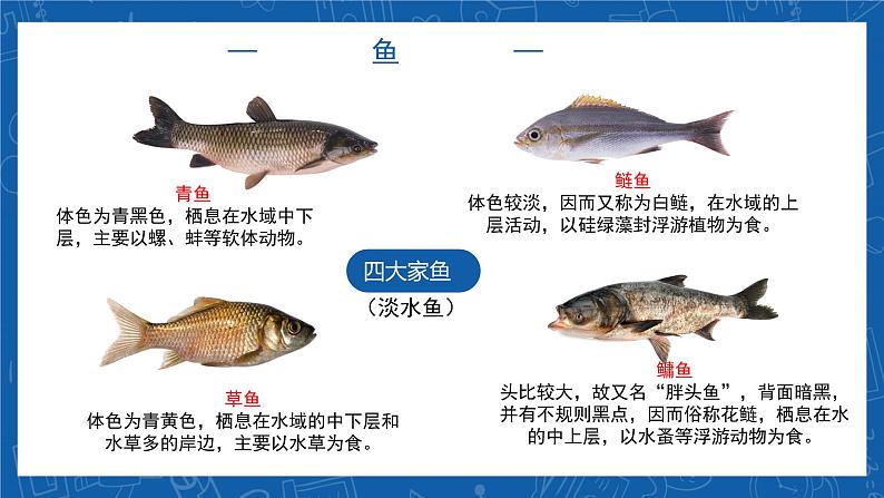5.1.4+鱼-2023-2024学年八年级生物上学期同步精品课件（人教版） 07