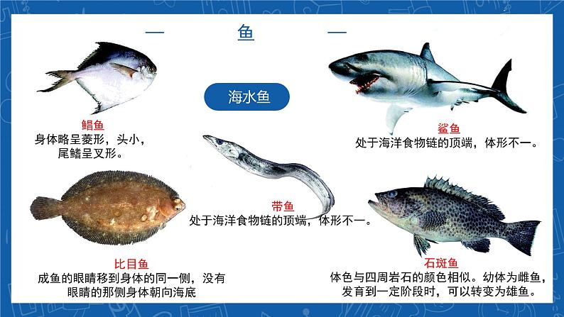 5.1.4+鱼-2023-2024学年八年级生物上学期同步精品课件（人教版） 08