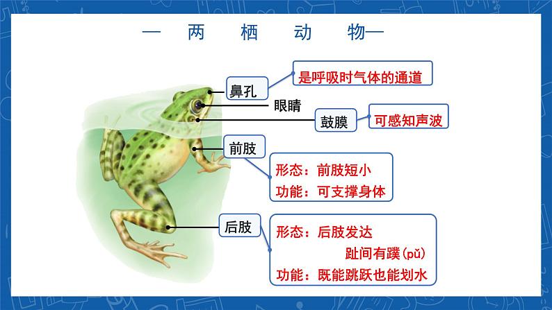 5.1.5+两栖动物和爬行动物-2023-2024学年八年级生物上学期同步精品课件（人教版）06