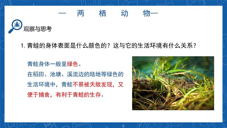 5.1.5+两栖动物和爬行动物-2023-2024学年八年级生物上学期同步精品课件（人教版）07