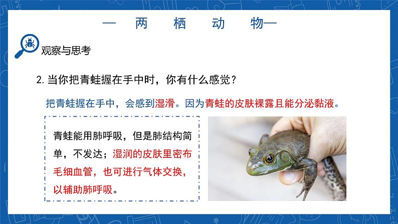 5.1.5+两栖动物和爬行动物-2023-2024学年八年级生物上学期同步精品课件（人教版）08