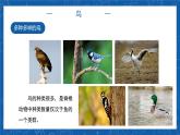 5.1.6+鸟-2023-2024学年八年级生物上学期同步精品课件（人教版）  
