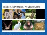 5.1.7+哺乳动物-2023-2024学年八年级生物上学期同步精品课件（人教版） 