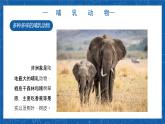 5.1.7+哺乳动物-2023-2024学年八年级生物上学期同步精品课件（人教版） 