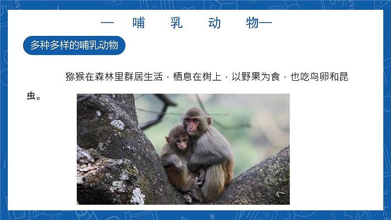 5.1.7+哺乳动物-2023-2024学年八年级生物上学期同步精品课件（人教版） 第5页