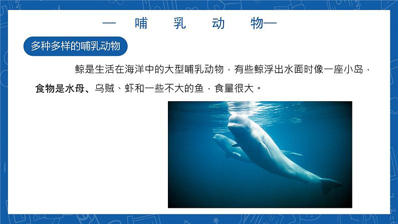 5.1.7+哺乳动物-2023-2024学年八年级生物上学期同步精品课件（人教版） 第7页