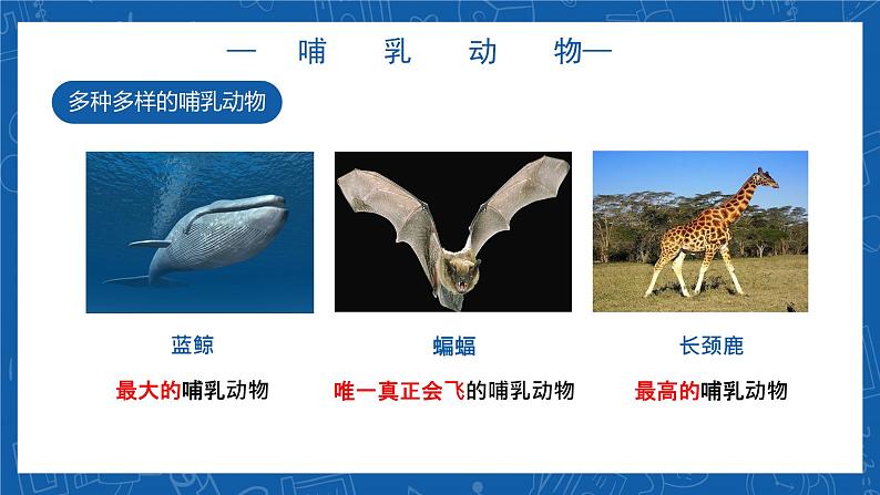 5.1.7+哺乳动物-2023-2024学年八年级生物上学期同步精品课件（人教版） 第8页