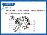 5.2.1+动物的运动-2023-2024学年八年级生物上学期同步精品课件（人教版）  