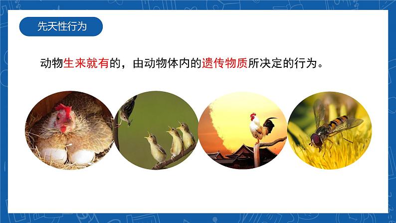 5.2.2+先天性行为和学习行为-2023-2024学年八年级生物上学期同步精品课件（人教版） 07