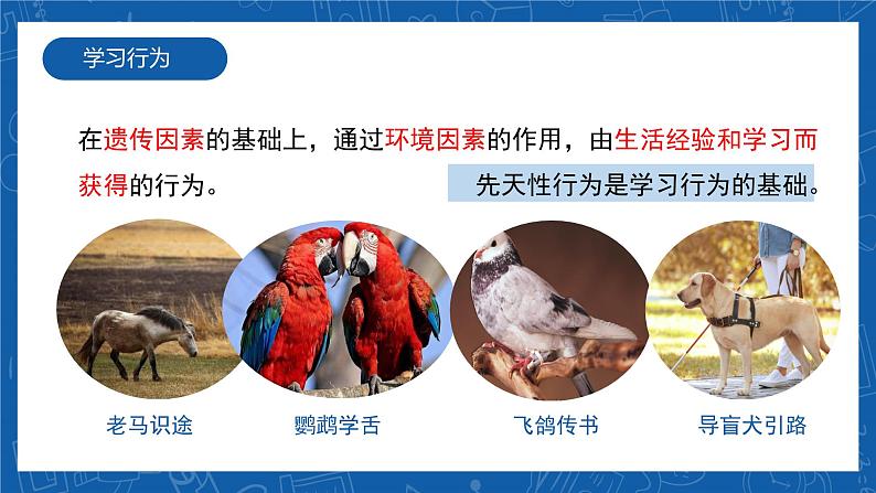 5.2.2+先天性行为和学习行为-2023-2024学年八年级生物上学期同步精品课件（人教版） 08