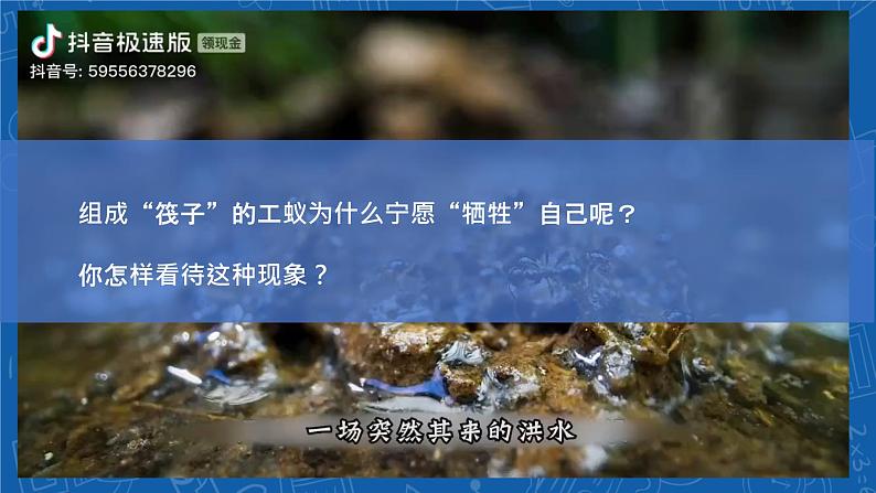 5.2.3+社会行为-2023-2024学年八年级生物上学期同步精品课件（人教版）  第2页