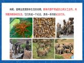 5.2.3+社会行为-2023-2024学年八年级生物上学期同步精品课件（人教版）  