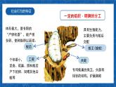 5.2.3+社会行为-2023-2024学年八年级生物上学期同步精品课件（人教版）  