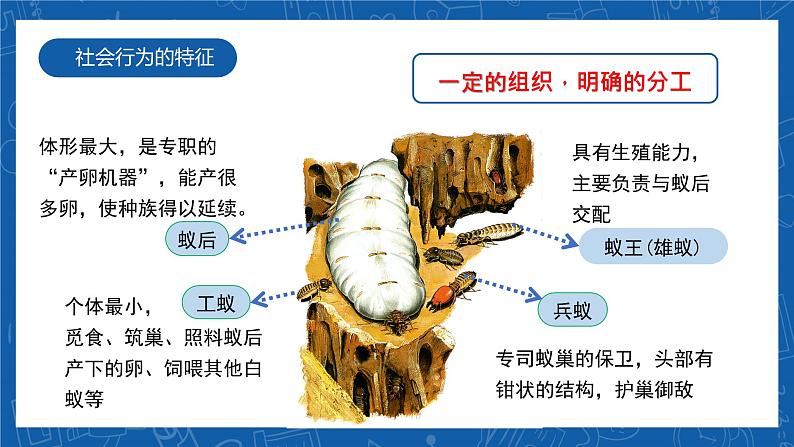 5.2.3+社会行为-2023-2024学年八年级生物上学期同步精品课件（人教版）  第5页