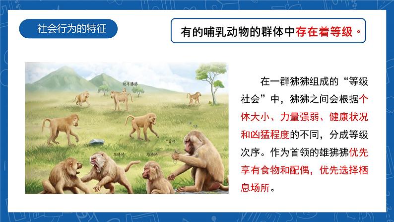 5.2.3+社会行为-2023-2024学年八年级生物上学期同步精品课件（人教版）  第6页