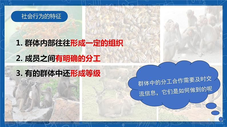 5.2.3+社会行为-2023-2024学年八年级生物上学期同步精品课件（人教版）  第8页