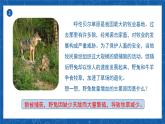 5.3+动物在生物圈中的作用-2023-2024学年八年级生物上学期同步精品课件（人教版）