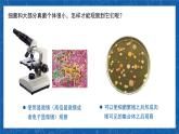 5.4.1+细菌和真菌的分布-2023-2024学年八年级生物上学期同步精品课件（人教版）  