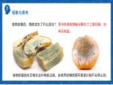 5.4.4+细菌和真菌在自然界中的作用-2023-2024学年八年级生物上学期同步精品课件（人教版）