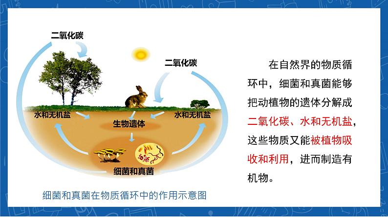 5.4.4+细菌和真菌在自然界中的作用-2023-2024学年八年级生物上学期同步精品课件（人教版）第5页