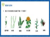 6.1.1+尝试对生物进行分类-2023-2024学年八年级生物上学期同步精品课件（人教版）