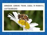 6.1.2+从种到界-2023-2024学年八年级生物上学期同步精品课件（人教版）