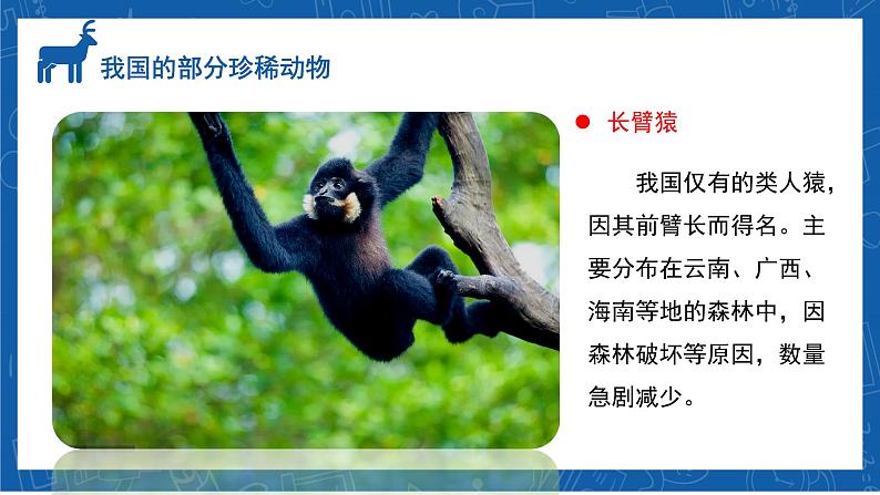 6.3+保护生物的多样性-2023-2024学年八年级生物上学期同步精品课件（人教版）第7页