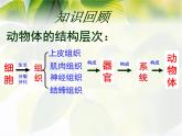 2.2.3《植物体的结构层次》课件人教版生物七年级上册