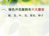 2.2.3《植物体的结构层次》课件人教版生物七年级上册