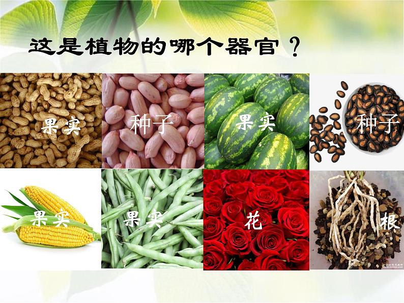 2.2.3《植物体的结构层次》课件人教版生物七年级上册06