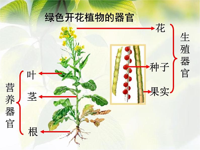 2.2.3《植物体的结构层次》课件人教版生物七年级上册07