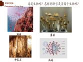 1.1.1+生物的特征-【精华备课】2023-2024学年七年级生物上册同步教学课件（人教版）