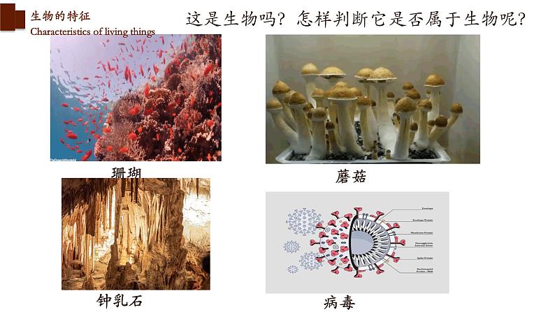 1.1.1+生物的特征-【精华备课】2023-2024学年七年级生物上册同步教学课件（人教版）02