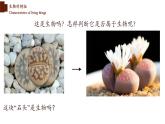 1.1.1+生物的特征-【精华备课】2023-2024学年七年级生物上册同步教学课件（人教版）