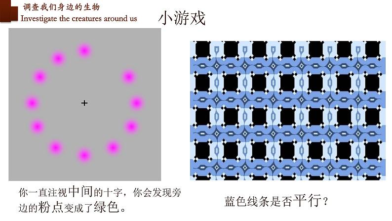 1.1.2+调查周边环境中的生物-【精华备课】2023-2024学年七年级生物上册同步教学课件（人教版）04