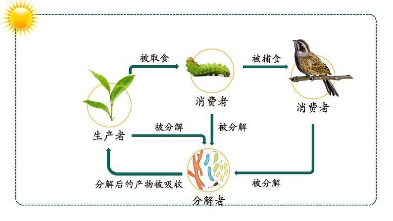 1.2.2+生物与环境组成生态系统（第二课时）-【精华备课】2023-2024学年七年级生物上册同步教学课件（人教版）03