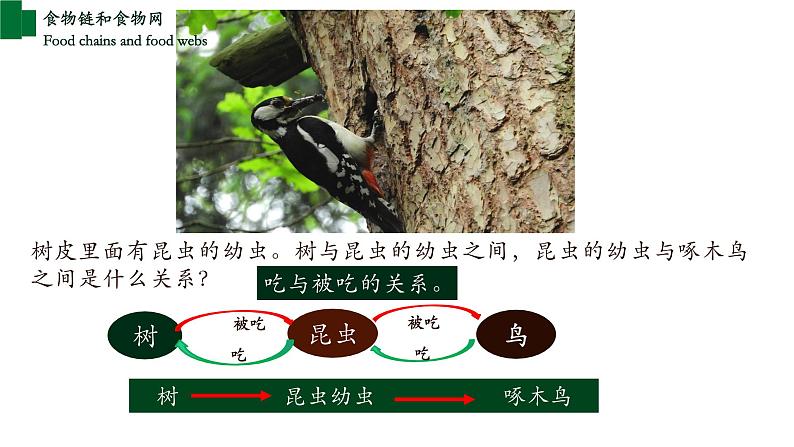 1.2.2+生物与环境组成生态系统（第二课时）-【精华备课】2023-2024学年七年级生物上册同步教学课件（人教版）04