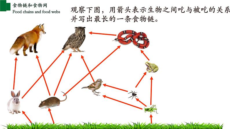 1.2.2+生物与环境组成生态系统（第二课时）-【精华备课】2023-2024学年七年级生物上册同步教学课件（人教版）07